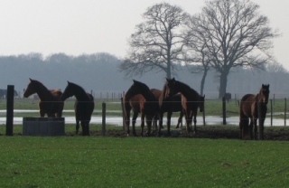 Opfok, genieten van het laatste daglicht